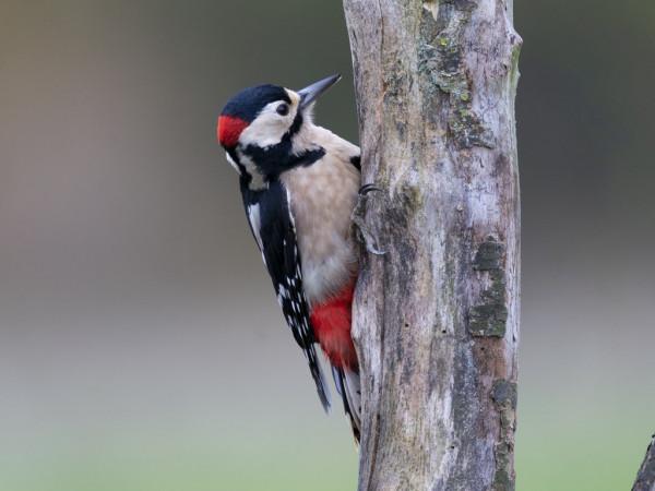 英國林肯郡攝影師抓拍啄木鳥 低頭休息顯勞累