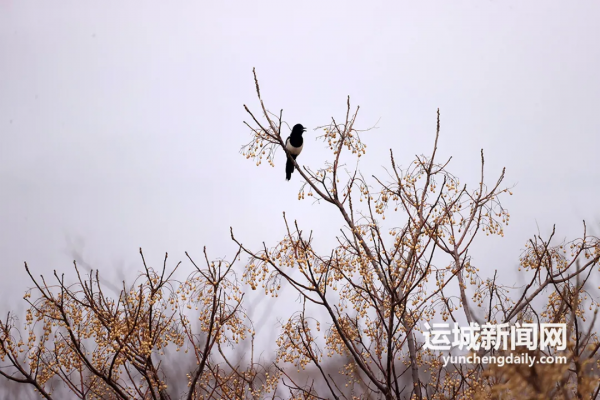 影像｜霧漫鹽湖似水墨