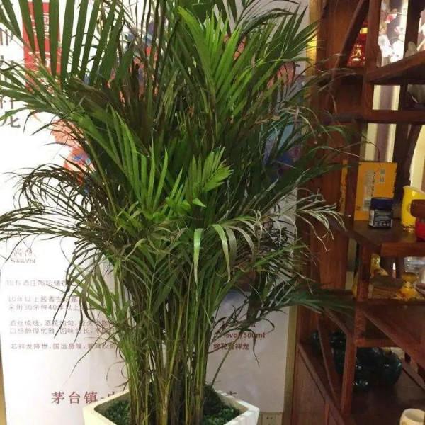 大葉子耐陰花，室內一定養，葉子比臉大，真涼快