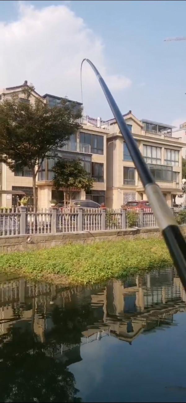 釣大鯉還得傳統釣,十斤大鯉女友“狗子”幫我抄上來 釣大鯉還得傳統釣,十斤大鯉女友“狗子”幫我抄上來