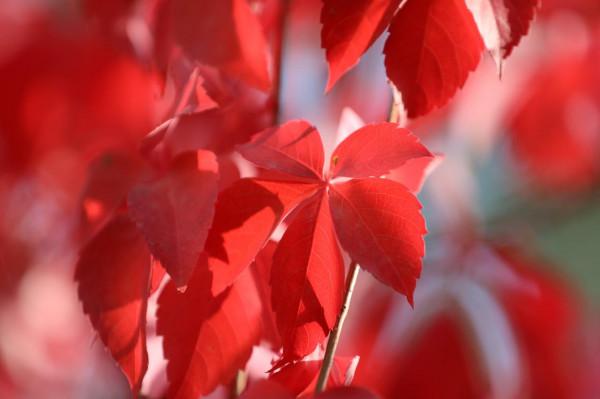 庫爾勒:五彩繽紛爬山虎勾勒深秋風景 庫爾勒:五彩繽紛爬山虎勾勒深秋風景