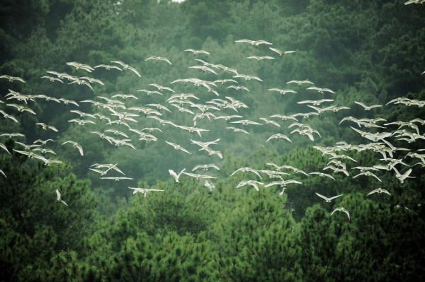 探秘中國十大國家公園體制試點區