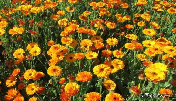 秋冬冗長,你我皆好-金盞菊 秋冬冗長,你我皆好-金盞菊