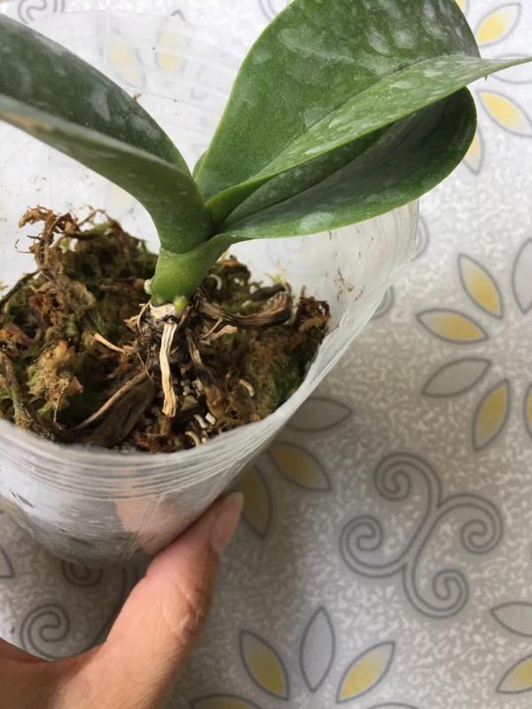 蝴蝶蘭中的花堅強 蝴蝶蘭中的花堅強