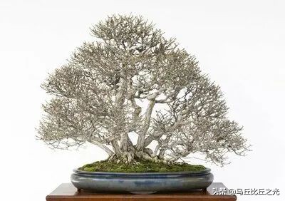 美哉！2021年日本盆栽大展圖鑑