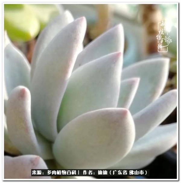 廣東的多肉陽臺:生命不息,折騰不止 廣東的多肉陽臺:生命不息,折騰不止