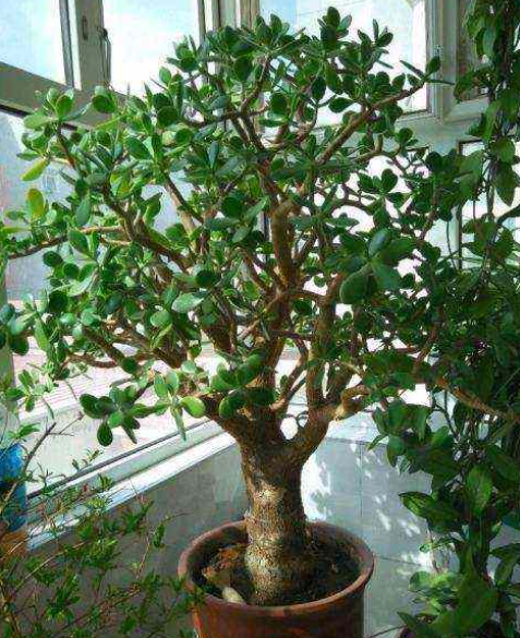 客廳見樹，家業穩固！適合客廳養的五種樹，大氣美觀，幸福感倍增