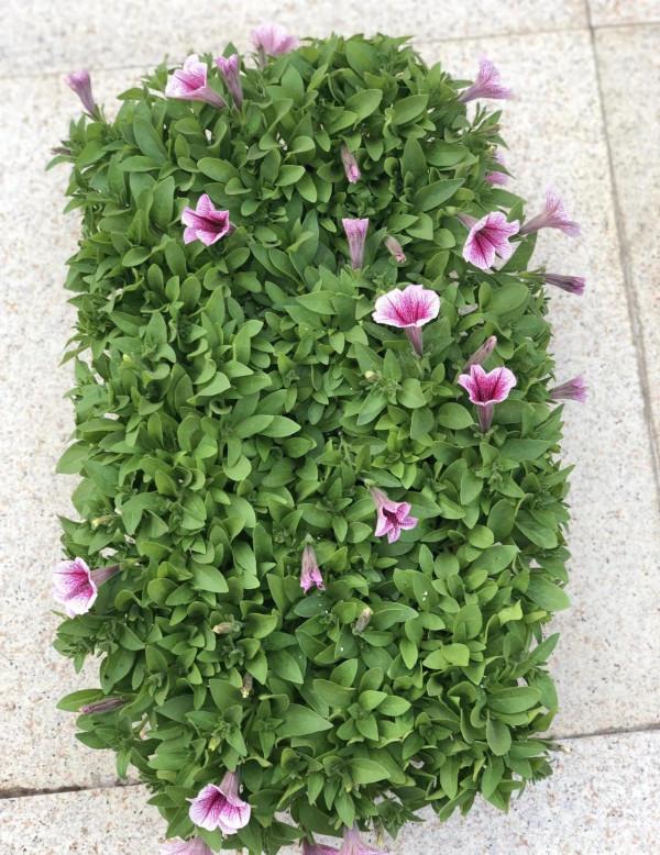 矮牽牛花，要想開花爆盆，就要大剪大修，有舍才有得