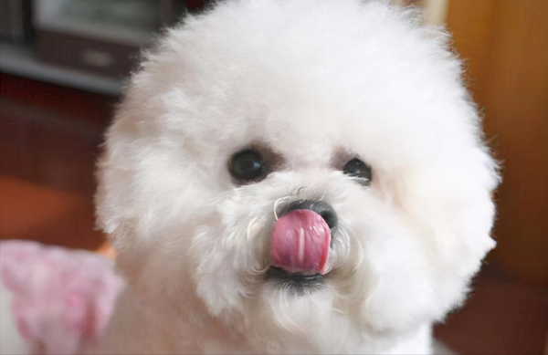 比熊“舔人”很髒?其實它是想告訴你這些事,別嫌棄 比熊“舔人”很髒?其實它是想告訴你這些事,別嫌棄