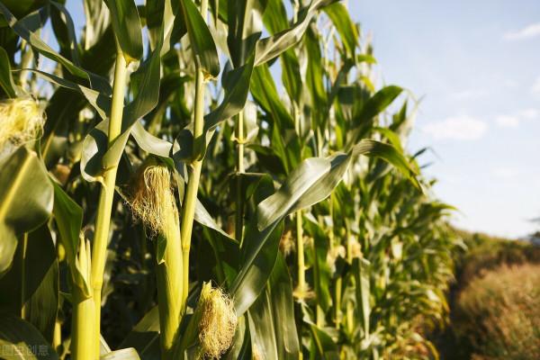 國內玉米未現“大行情”！俄烏“問題”是否影響國內玉米價格？