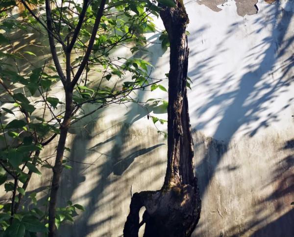 我們為啥都愛旅行車？