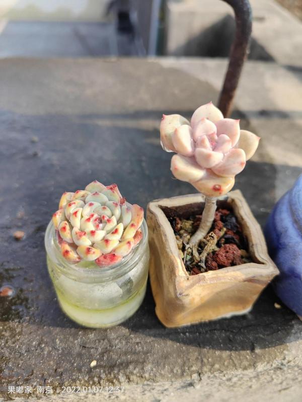 露養肉該有的健康色