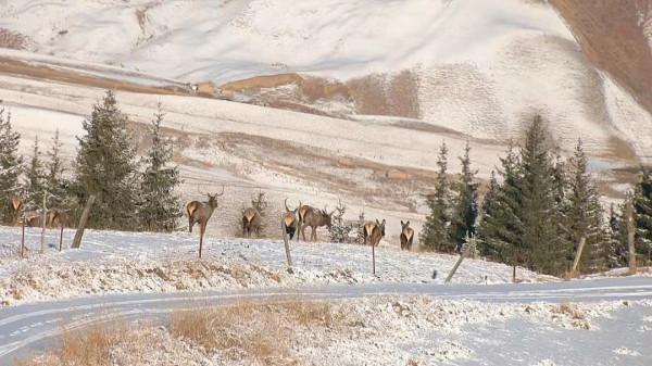 新疆昌吉江布拉提草原雪後現成群天山馬鹿