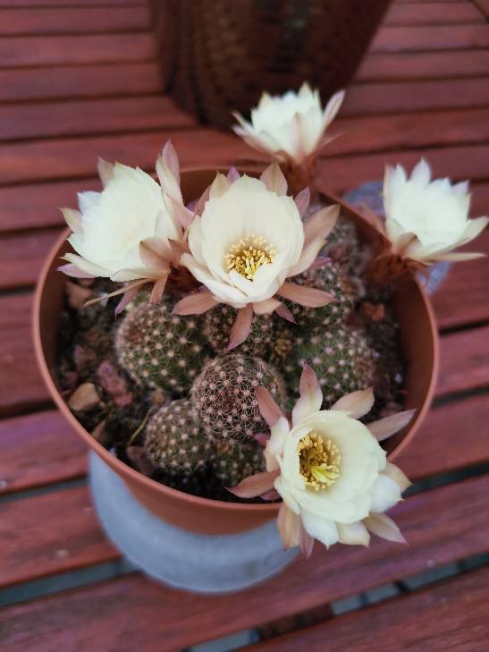 花期特短的4種花，美麗只在剎那間，能看到的都是緣分