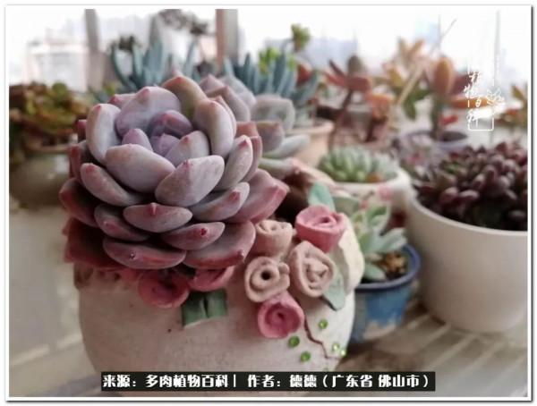 廣東的多肉陽臺:生命不息,折騰不止 廣東的多肉陽臺:生命不息,折騰不止
