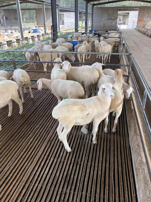 冬季養羊必備紅糖這樣用