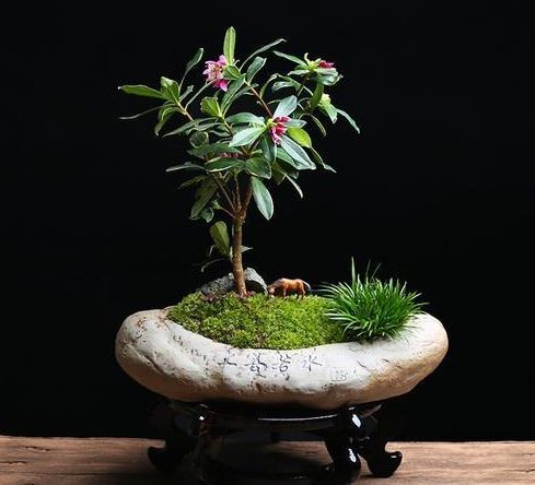 花農青麥澤翁：什麼是&OpenCurlyDoubleQuote;祥瑞之花&rdquo;