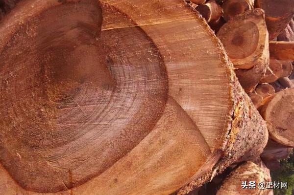 還在為傢俱木材煩惱嗎?傢俱高等木材排行榜,讓你挑選時無憂愁 還在為傢俱木材煩惱嗎?傢俱高等木材排行榜,讓你挑選時無憂愁