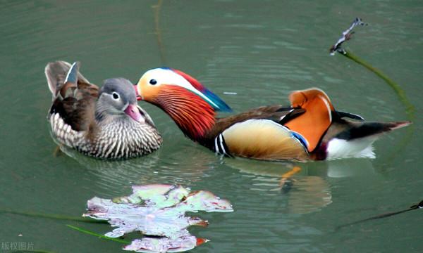 大自然之美——鴛鴦鳥