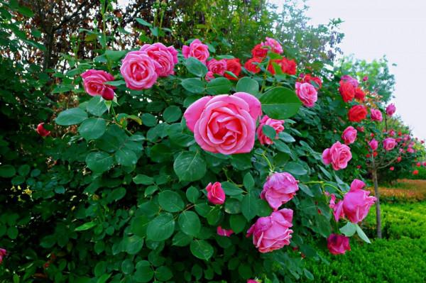養花的“舊土”加點“廢物”，又肥的流油，養花一級棒