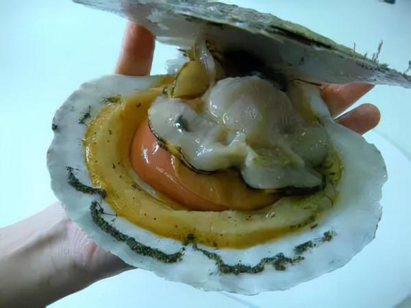 買海鮮究竟有哪些技巧，如何挑選新鮮的海鮮？如何區分優劣？