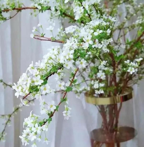 這“三種花”不能養，已被央視列入“黑名單”，別再傻傻當作寶