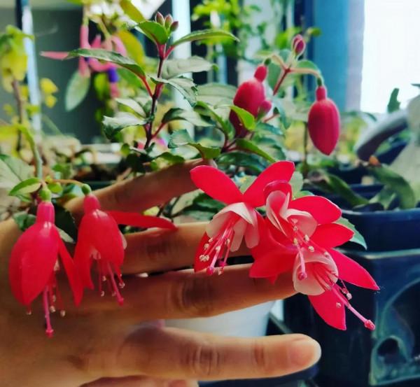 適合養在客廳的“6種吉祥花”，大氣有格調，高階上檔次