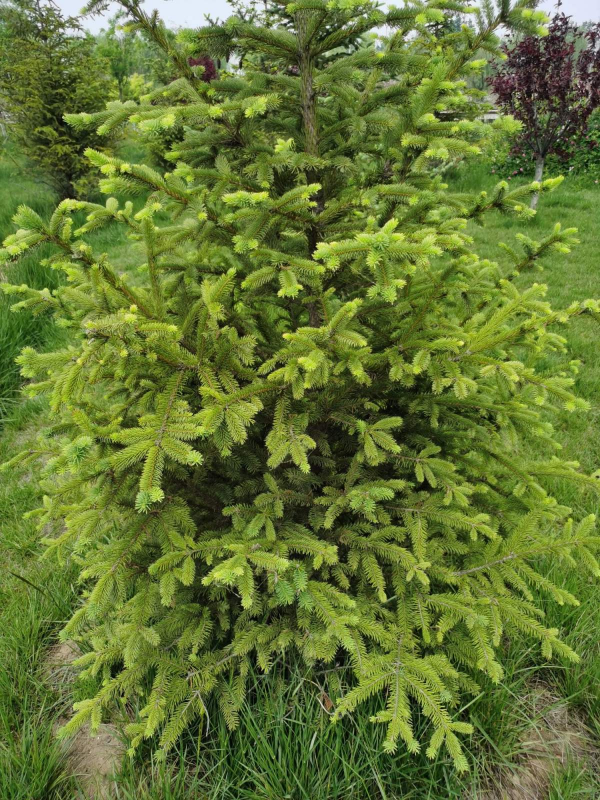 聖誕節快到了，家裡種棵清香的“聖誕樹”吧，小朋友看了很歡喜