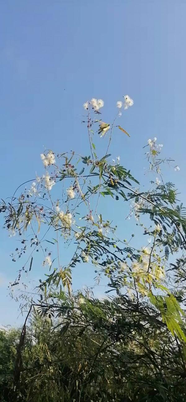 雲彩下的山城系列（四）