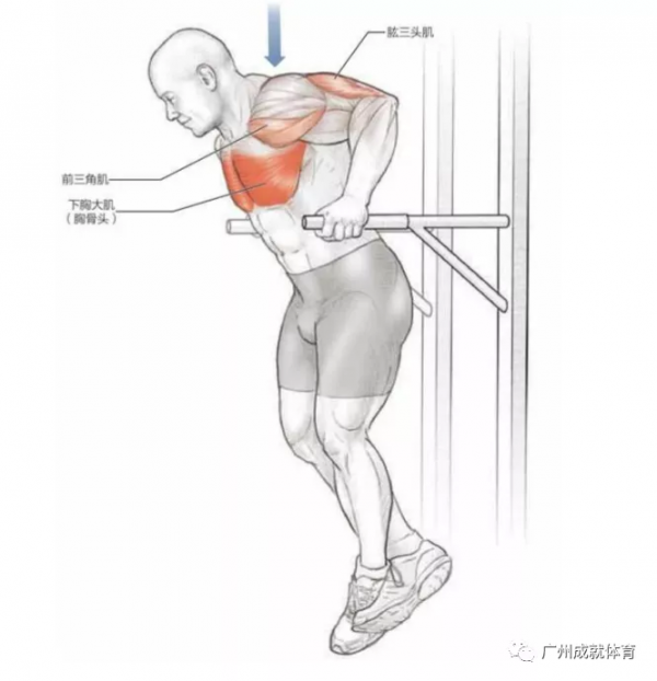 雙槓臂屈伸訓練的是哪一個部位，進來了解一下