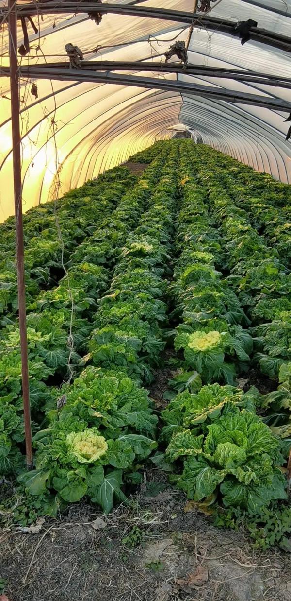 12月6日新能源整縣推進工作階段總結