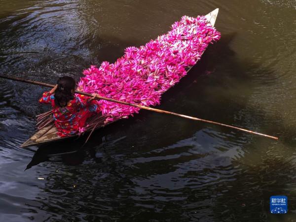 採摘睡蓮 採摘睡蓮