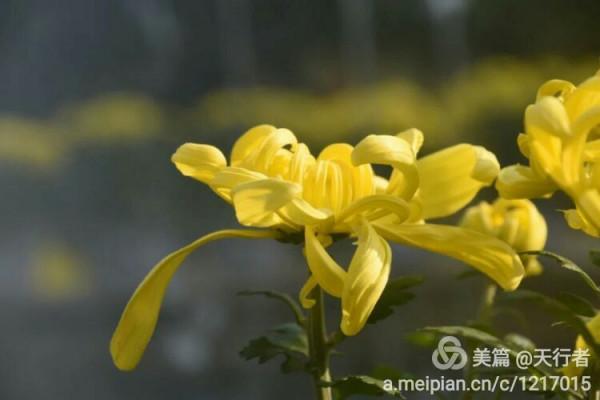 待得菊開時,誰曉其中味?——歷史上的詠菊詩 待得菊開時,誰曉其中味?——歷史上的詠菊詩