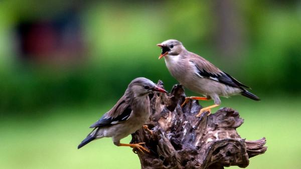 樹上的鳥兒成雙對,綠水青山帶笑顏 樹上的鳥兒成雙對,綠水青山帶笑顏
