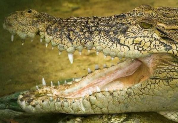 二戰離奇事件:上千名日軍被困孤島,未發生戰爭卻死傷殆盡 二戰離奇事件:上千名日軍被困孤島,未發生戰爭卻死傷殆盡