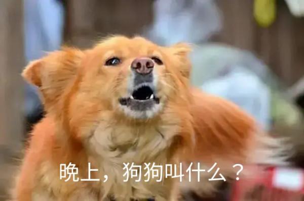 狗狗看到了什麼? 狗狗看到了什麼?