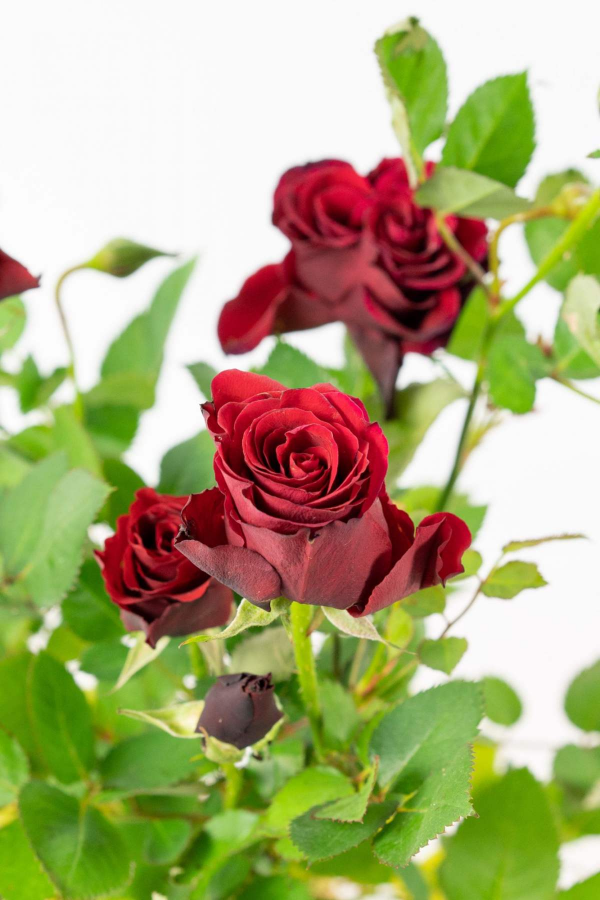 迷你月季3個品種,“陽臺黨”的福音,顏色堪稱紅得像“火焰” 迷你月季3個品種,“陽臺黨”的福音,顏色堪稱紅得像“火焰”