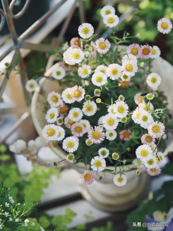 5平米的陽臺，改造之後種滿了花，居然可以美成這樣