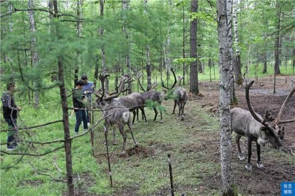 中國最後一支馴鹿部落：放養馴鹿為生，向遊客展示馴鹿部落遷徙史
