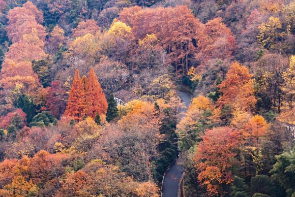 安徽又又又又又紅了 安徽又又又又又紅了