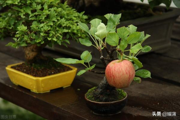 盆栽果樹注意這5步,種植成活率會更高哦!您瞭解嗎? 盆栽果樹注意這5步,種植成活率會更高哦!您瞭解嗎?