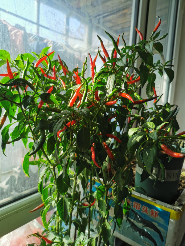 自制養花殺蟲水，一天給花喝一勺，安全好用無汙染