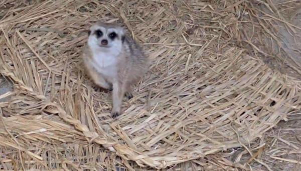 如果賞雪有段位，火烈鳥在青銅，那麼孔雀就是王者