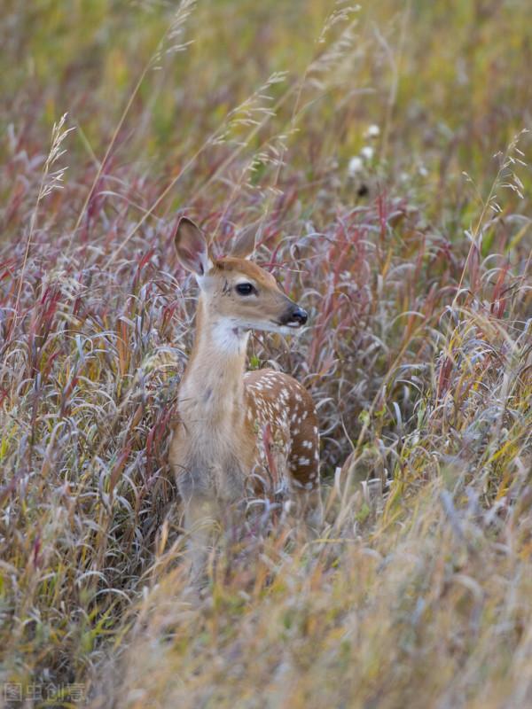 鹿車共挽 傻狍子