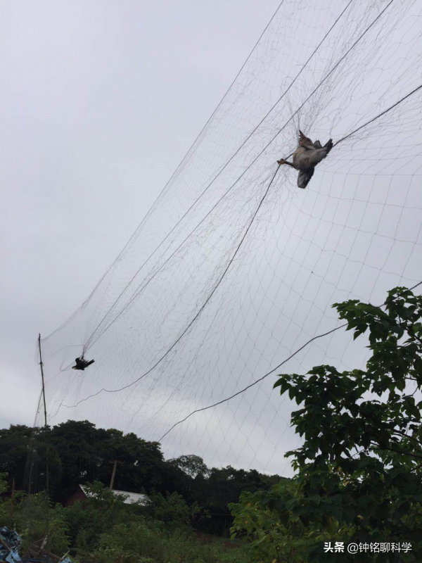 麻雀高達16億隻，沒有滅絕風險還偷吃農作物，我國為什麼要保護？