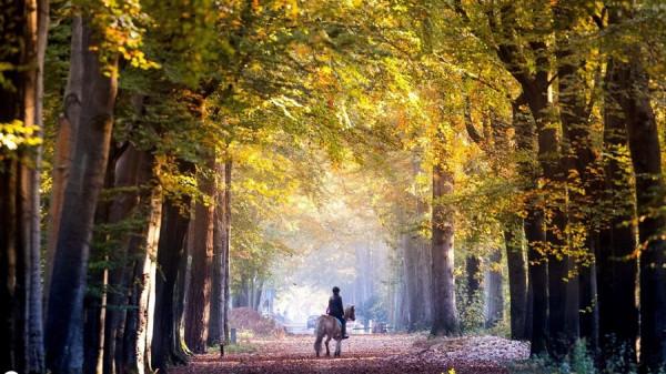 荷蘭佈雷達秋景美如畫 遠足者林中漫步