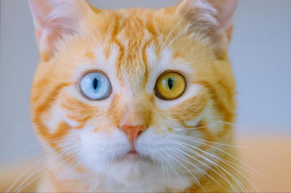 如何正確地擼貓？教你正確擼貓方法，讓貓咪乖乖聽話