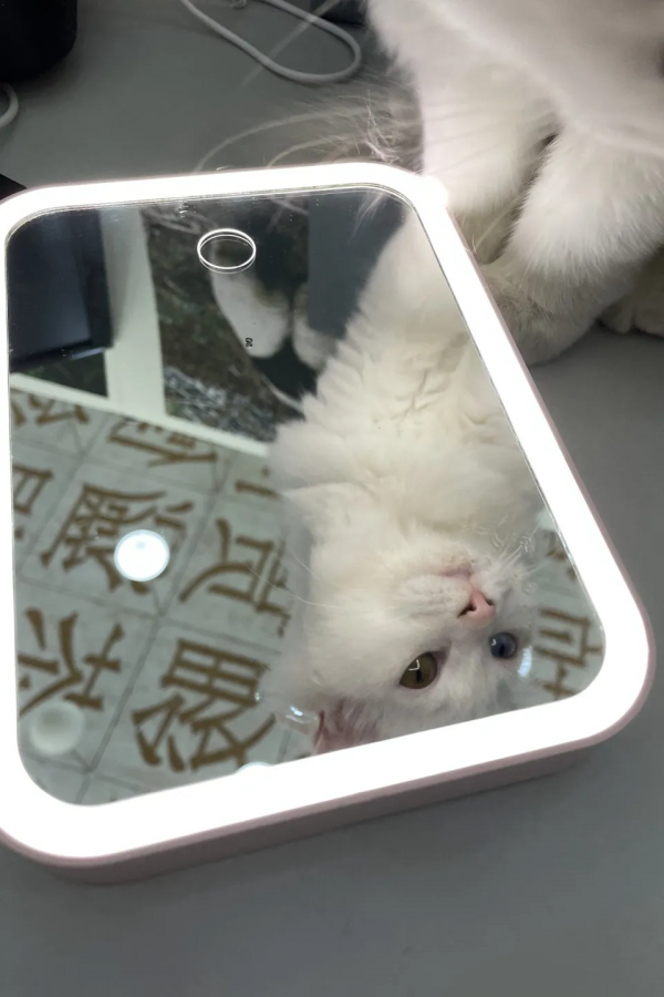 聽說我是一隻狗？