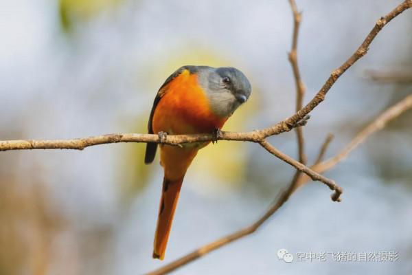 府山的彩色“小辣椒”