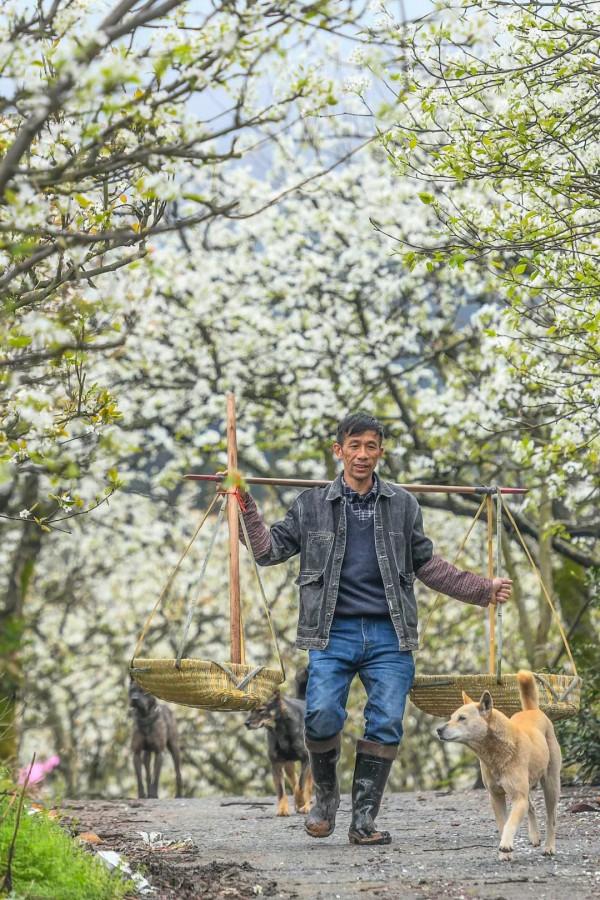 557億斤！中國&OpenCurlyDoubleQuote;水果王國&rdquo;，為什麼是廣西？